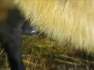96610 Pony Fuck Woman