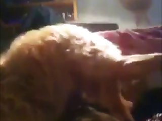 88158 Teen Sucking Her Dog In Room