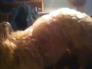 88158 Teen Sucking Her Dog In Room