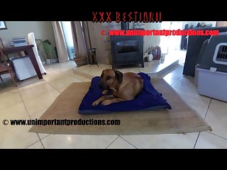 Mr. Unimportant What A Dog Wants 001
