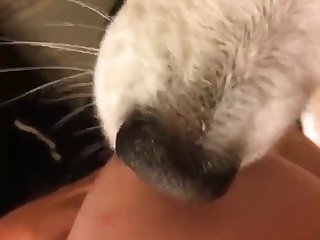 لكن لا كانت تجعل ذئبها ينتظ ها