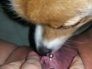 S'assurant De Mettre Sa Chatte En Ovulation Juste À Côté