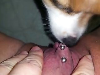 S'assurant De Mettre Sa Chatte En Ovulation Juste À Côté